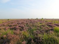 NL, Drenthe, Noordenveld, Fochteloerveen 5, Saxifraga-Bart Vastenhouw